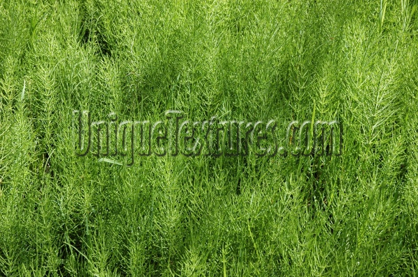 vertical random natural grass green