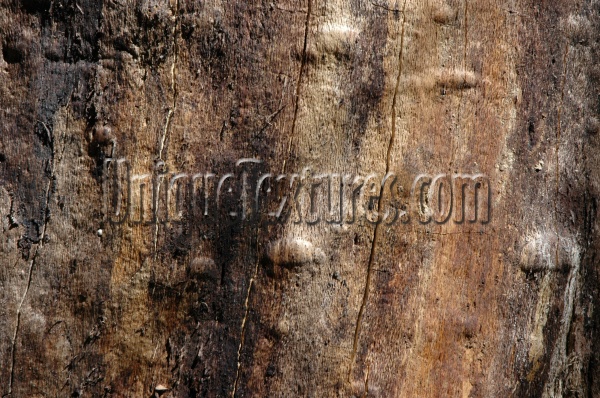 bark     random natural tree/plant dark brown