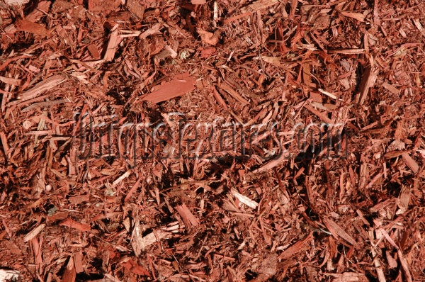 floor rough natural tree/plant red bark  