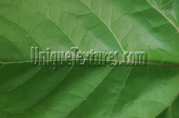 shadow leaves angled pattern natural tree/plant green