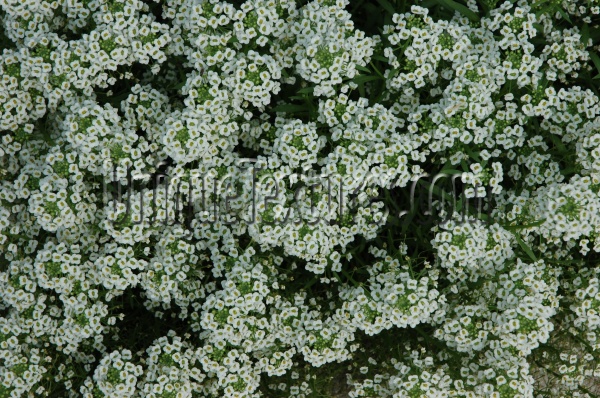 random natural flowers white  