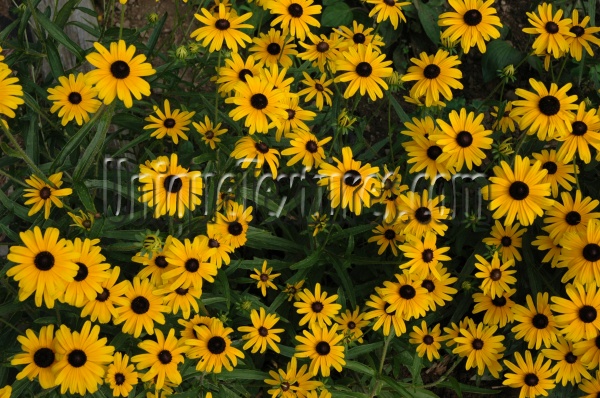 random natural flowers vibrant yellow  