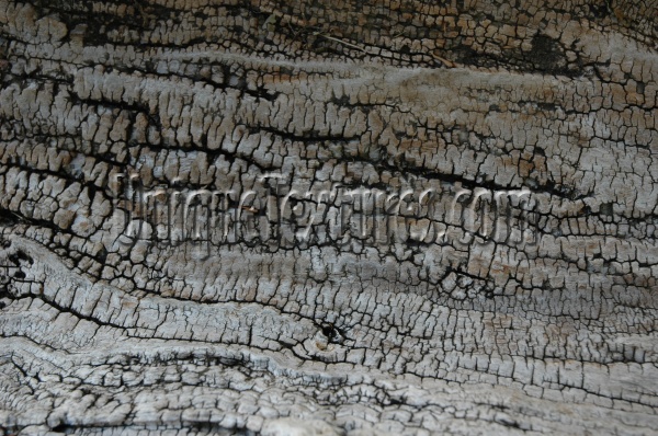 bark cracked/chipped weathered natural wood tree/plant gray    
