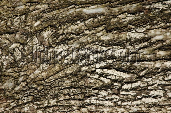 bark cracked/chipped weathered natural tree/plant dark brown