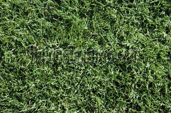 floor random natural grass green