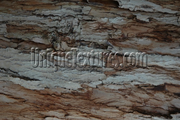 bark random cracked/chipped natural tree/plant gray