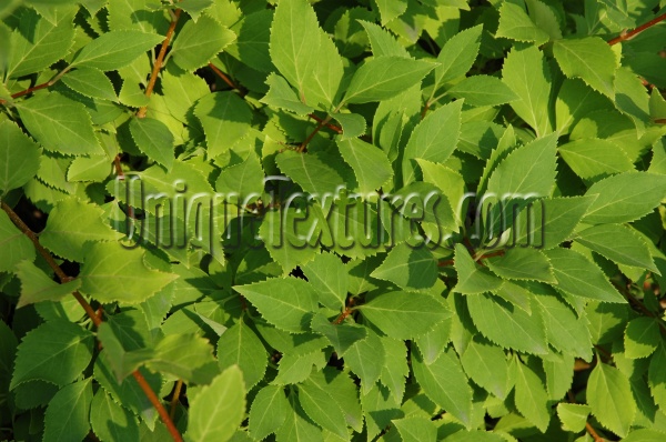 leaves random natural tree/plant green