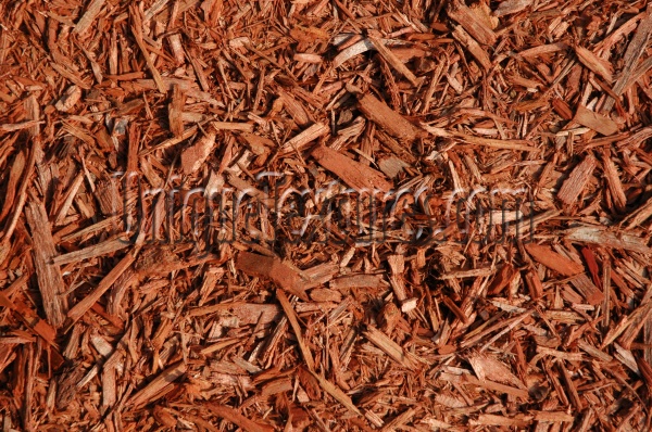 floor random natural tree/plant red bark  