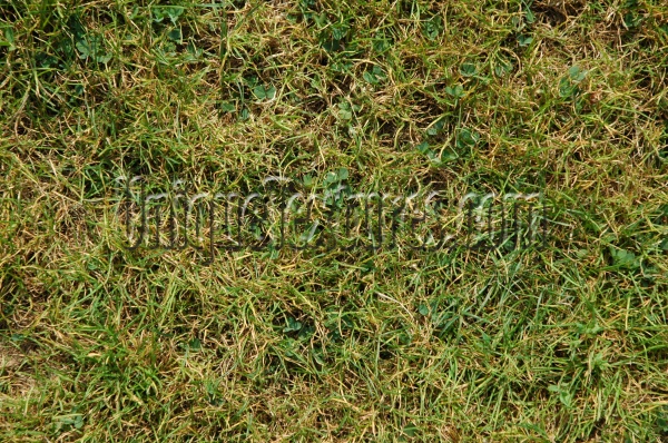 floor random natural grass green  