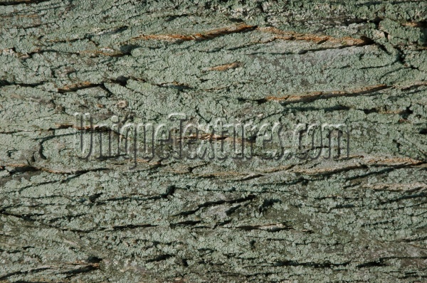 bark cracked/chipped natural tree/plant green