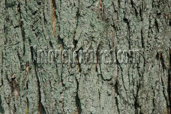 bark cracked/chipped natural tree/plant green