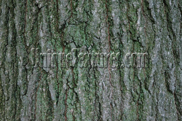 bark cracked/chipped natural tree/plant gray     