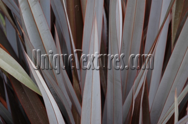 leaves vertical random natural tree/plant gray