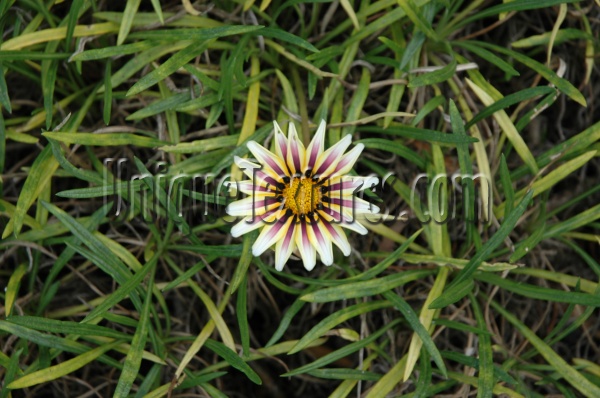 pattern natural flowers grass green