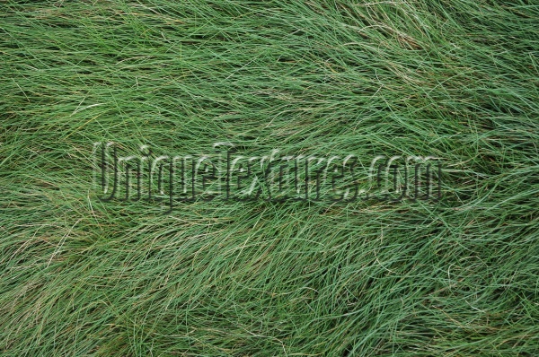 floor horizontal random natural grass green  