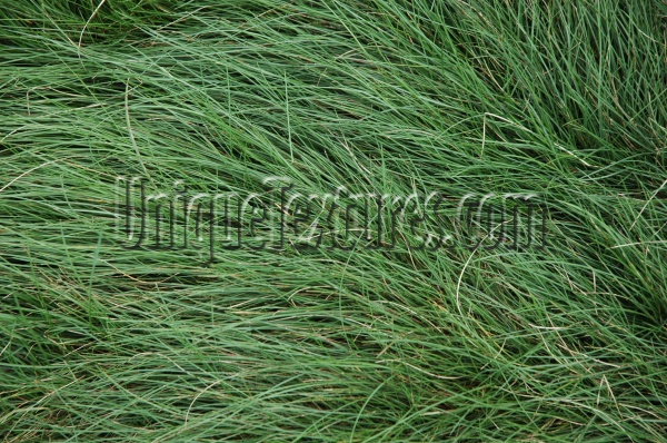 floor horizontal random natural grass green   
