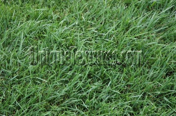 random natural grass green  