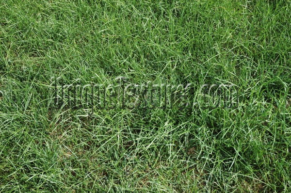 floor random natural grass green  