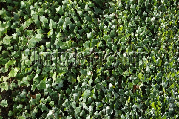 leaves random natural tree/plant green  