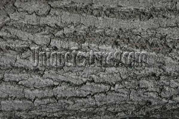 bark cracked/chipped natural tree/plant gray