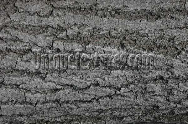 bark cracked/chipped natural tree/plant gray