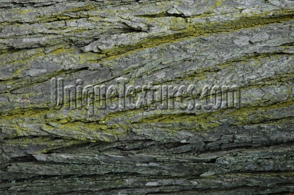 cracked/chipped natural tree/plant gray    