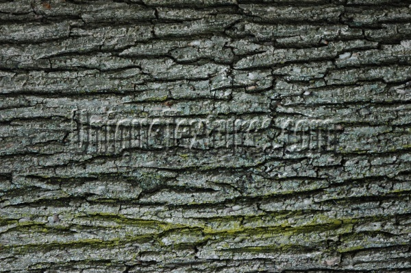 bark cracked/chipped natural tree/plant gray  