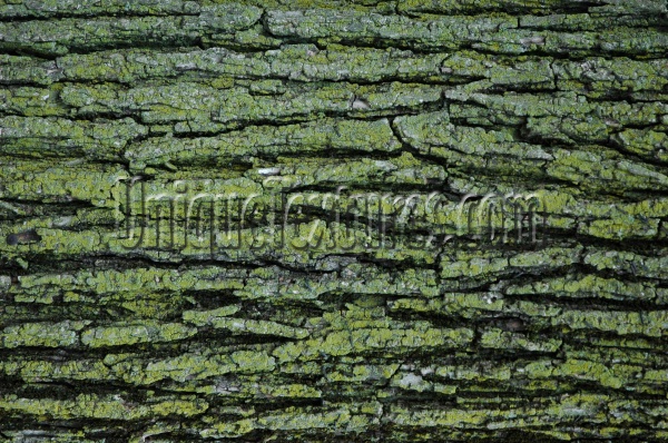 cracked/chipped natural tree/plant green    