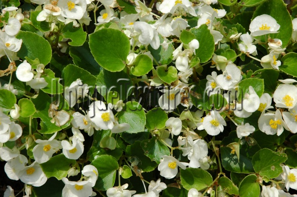 random natural flowers white