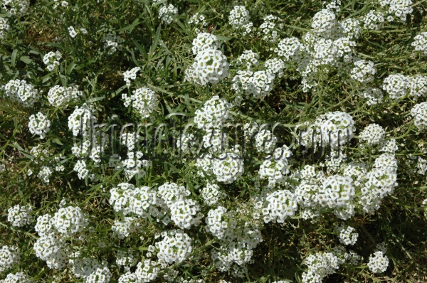 random natural flowers white