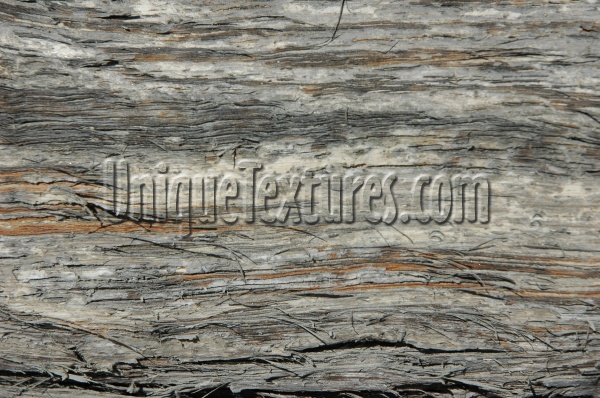 bark cracked/chipped natural tree/plant gray