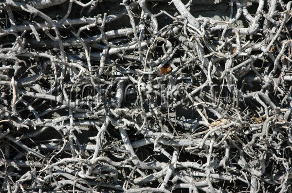 random dead natural tree/plant gray