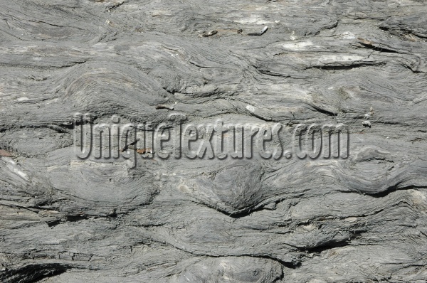 bark curves natural tree/plant gray  