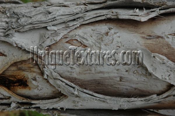 bark cracked/chipped natural tree/plant gray