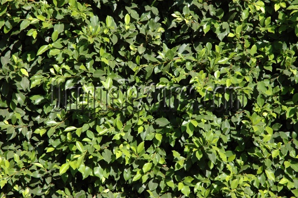 leaves random natural tree/plant green