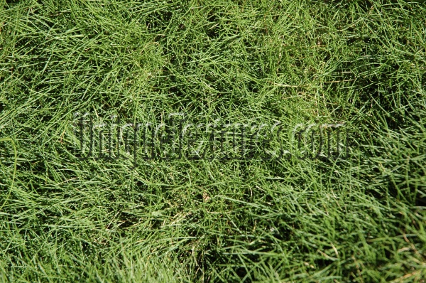 floor random natural grass green  