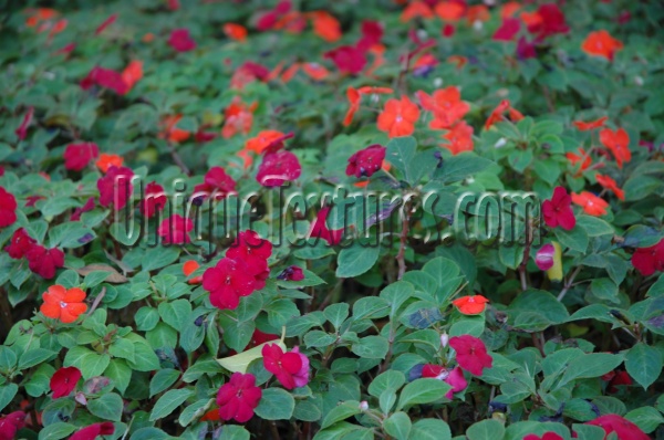 leaves oblique random natural flowers multicolored