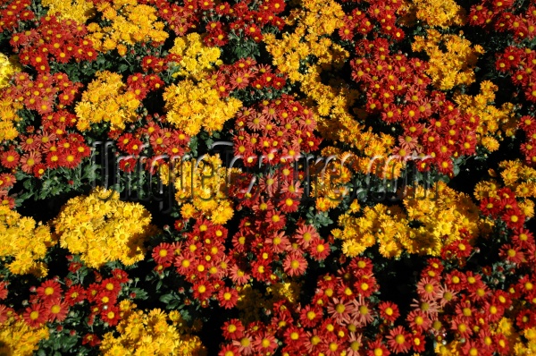 multicolored flowers natural random