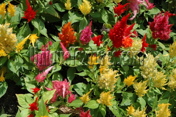 multicolored flowers natural random