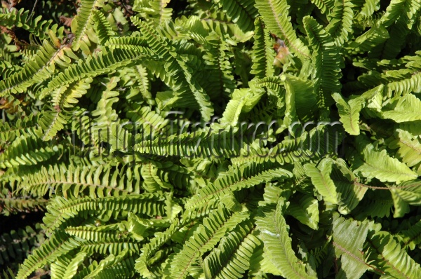 green tree/plant natural shadow random 