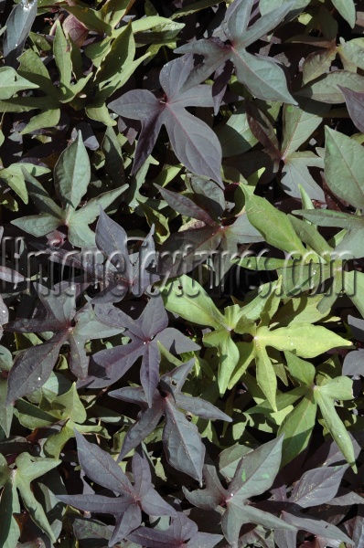 multicolored tree/plant natural random