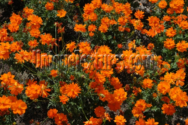 random natural flowers orange/peach