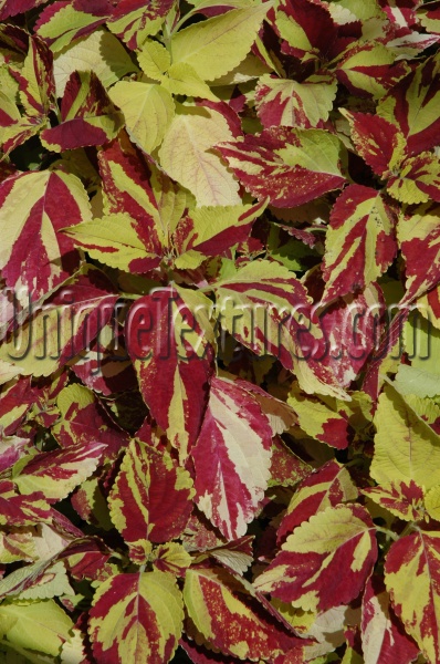 multicolored tree/plant natural leaves