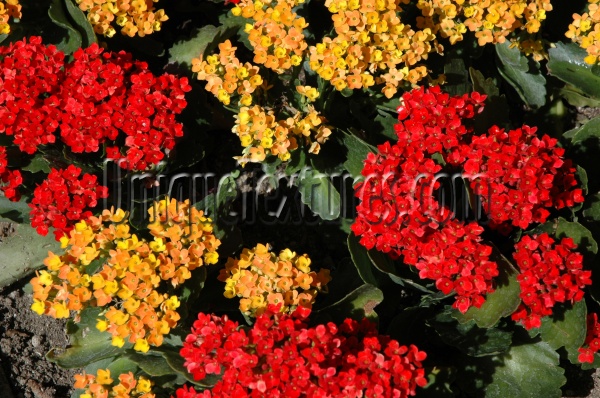 random natural flowers vibrant multicolored red yellow