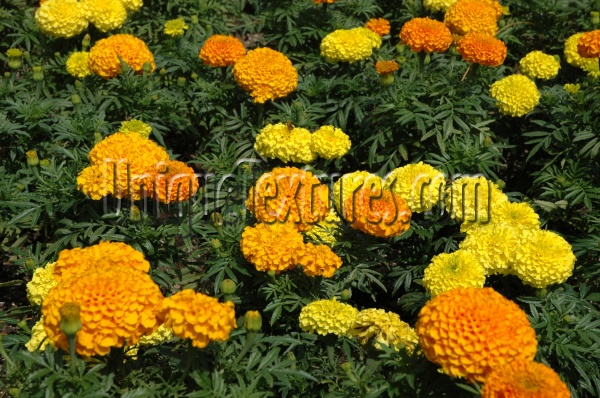 oval random natural flowers multicolored orange/peach yellow