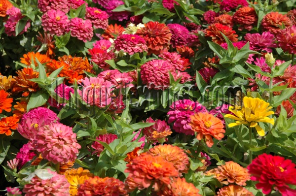 random natural flowers vibrant multicolored