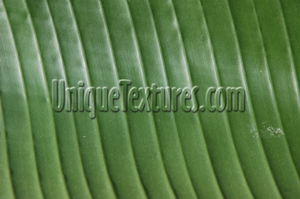 leaves angled curves grooved shiny natural   tree/plant green