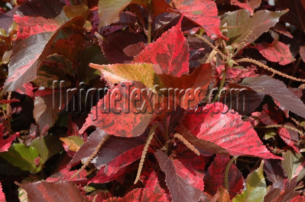 red tree/plant natural random leaves