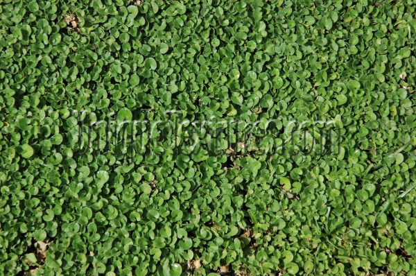 floor spots wet natural grass green