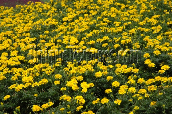 yellow flowers natural random oblique floor